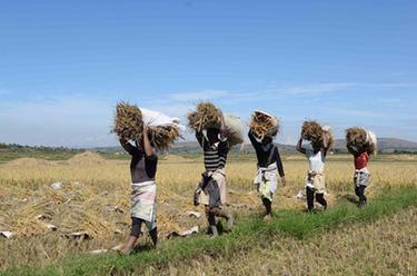 生長在非洲島國上的中國雜交水稻
