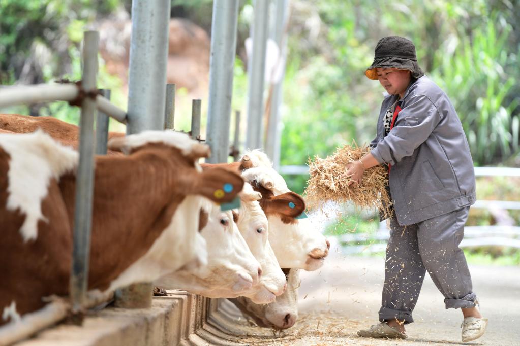 貴州黃平：生態養牛讓鄉村振興有“犇”頭