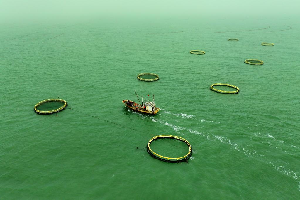 山東日照：海洋牧場賦能漁業養殖高品質發展