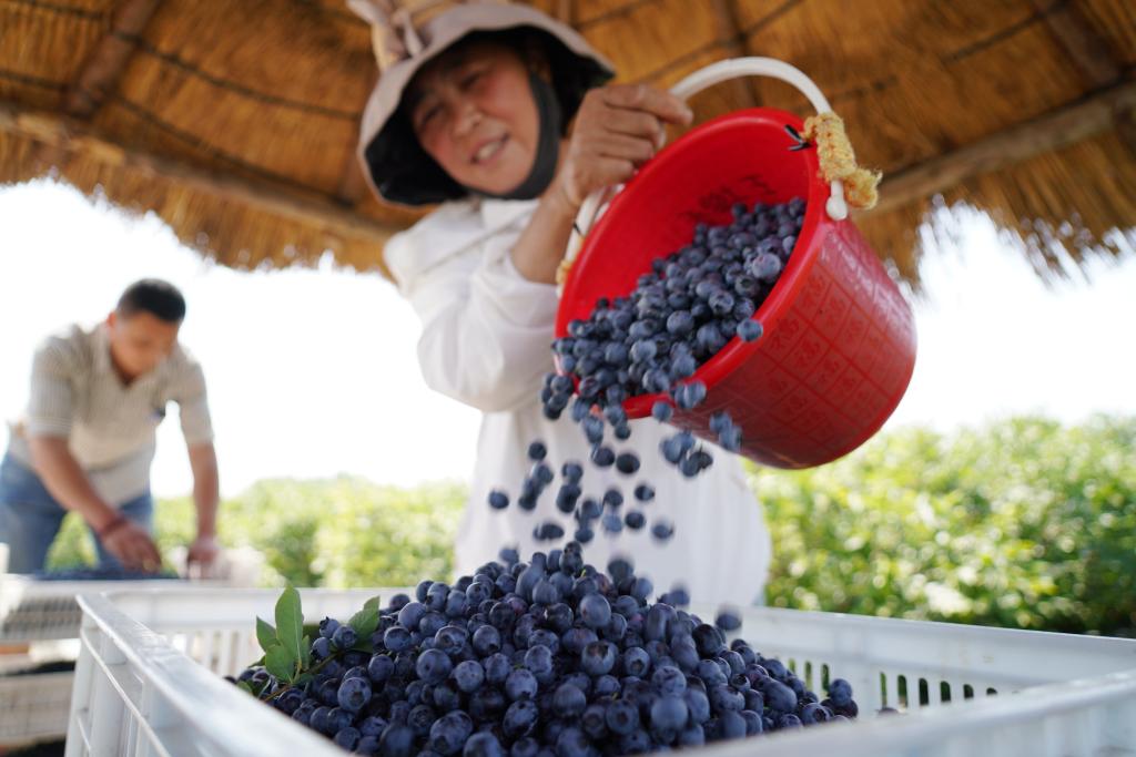 山東沂南：藍莓飄香採摘忙