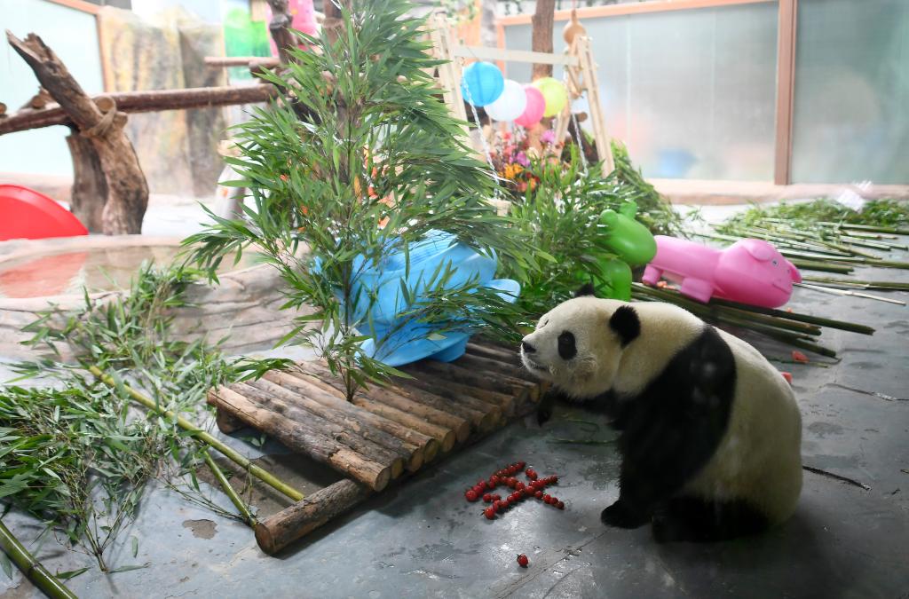 青海西宁：大熊猫乐享高原夏日生活