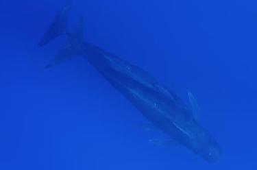 科研人员在南海记录到抹香鲸等15个鲸类物种