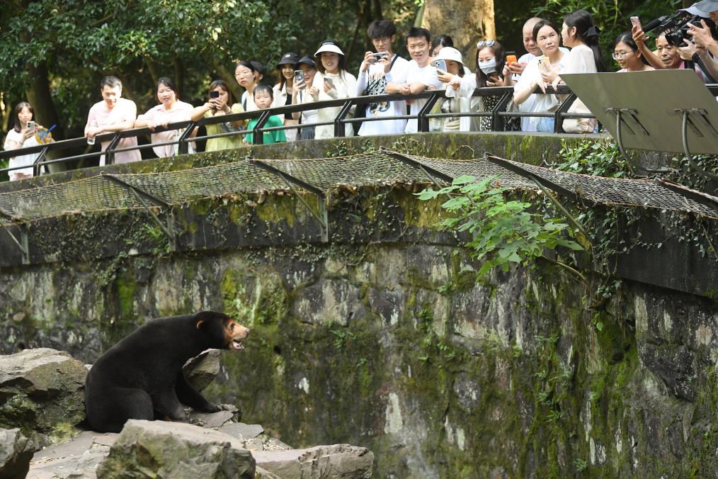探訪杭州動物園“人氣”馬來熊