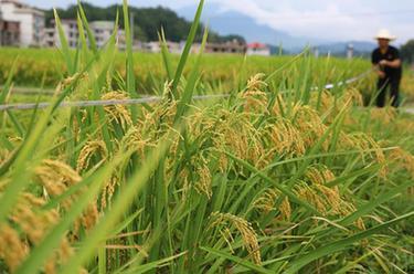 蚂蚁新村今日答案：新村的社工们在进行关系调适时需要遵从什么原则