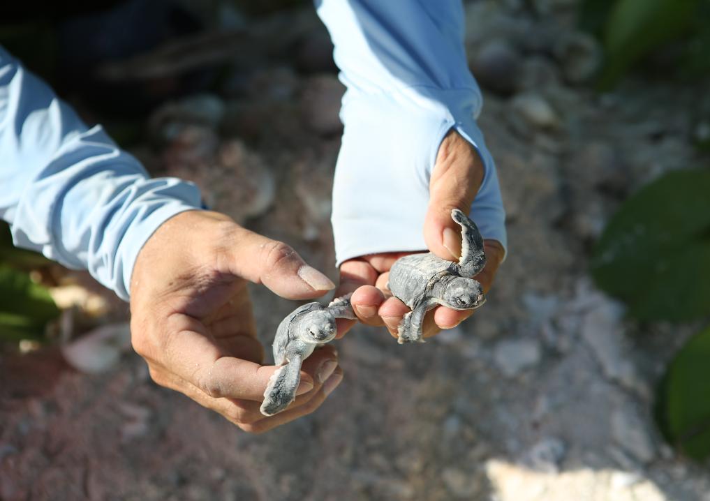 新華全媒+丨從捕撈到保護：兩代人接力守護海龜家園