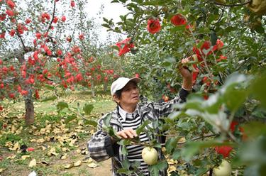 新華全媒+丨黃河岸邊蘋果豐收