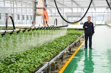重慶開州：魯渝協作促蔬菜産業提檔升級