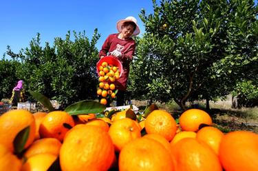 蚂蚁庄园今日答案：为什么剥洗芋头时最好戴上手套？防止手部发痒还是芋头有臭味