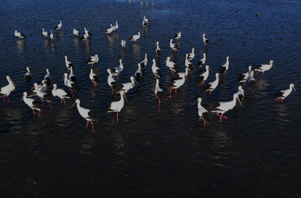 河北唐山：沿海湿地候鸟舞翩跹