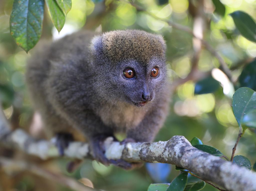 馬達加斯加的生物多樣性——狐猴