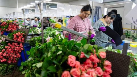 新闻多一点丨云南鲜花:“浪漫经济”美丽绽放