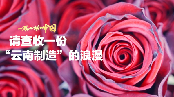一眼心动的中国丨请查收一份“云南制造”的浪漫