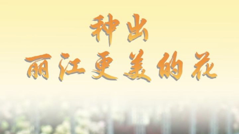 第1视点丨种出丽江更美的花