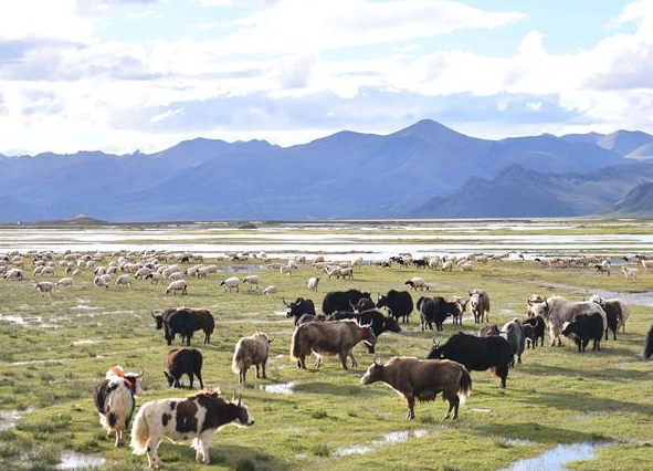 世界屋脊西藏——农牧业现代化程度不断提高