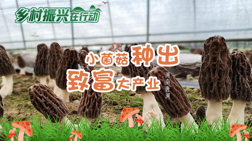 河南唐河：小菌菇种出致富大产业