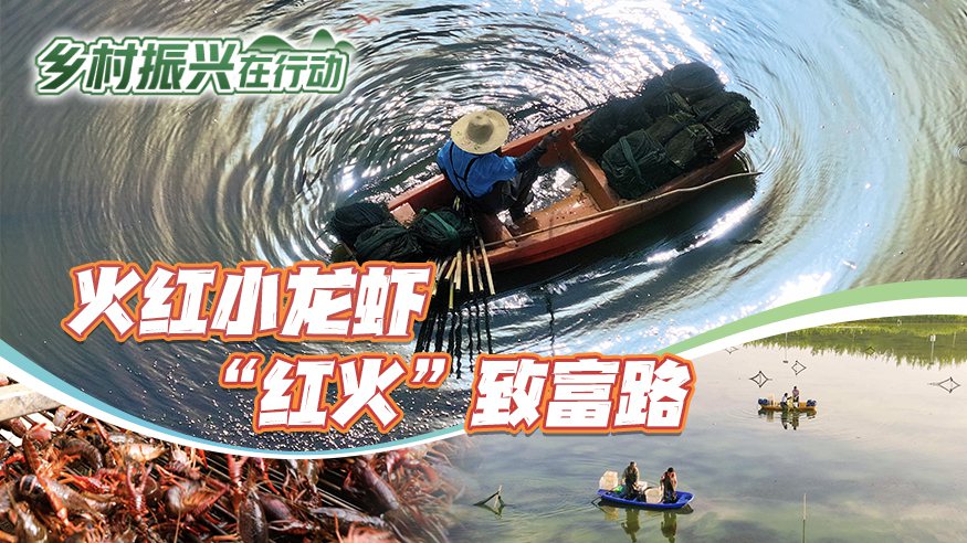 安徽五河：火红小龙虾 “红火”致富路