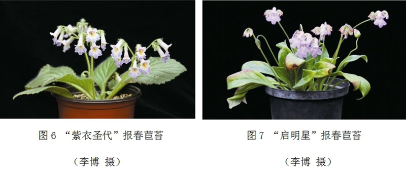 苦苣苔:“苦”中作乐的精灵之花 苦苣苔:“苦”中作乐的精灵之花