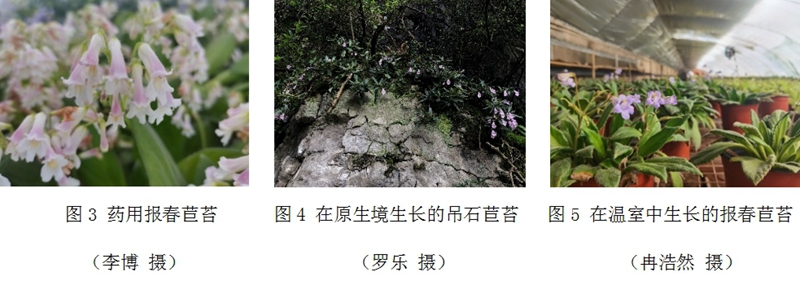 苦苣苔:“苦”中作乐的精灵之花 苦苣苔:“苦”中作乐的精灵之花