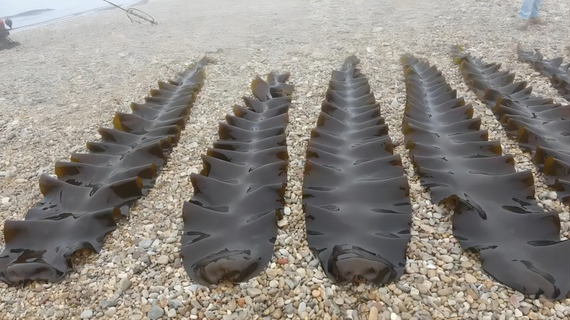 海带能炖排骨汤?格局小了!还能“捉”二氧化碳!