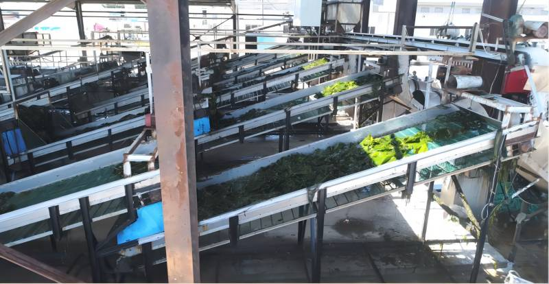 海带能炖排骨汤?格局小了!还能“捉”二氧化碳!