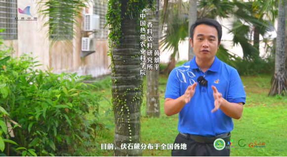 【热作科普】光合作用与生存策略的完美结合!探秘热带雨林中的“生存秀”