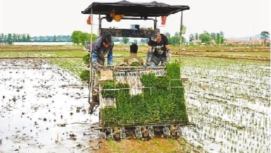 中國水稻研究所加強推介早稻新品種新技術
