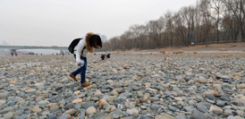 兰州：黄河“露底”引市民捡石散步（高清组图）