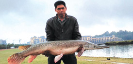 男子在湖里钓上90斤“淡水鱼杀手” 含有剧毒