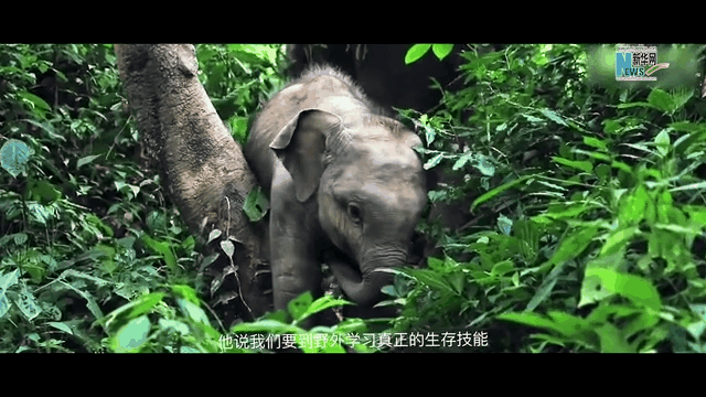 大象&ldquo;小九&rdquo;成长志