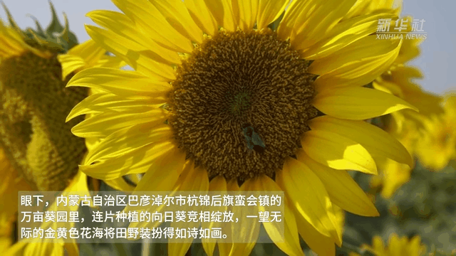 万亩金葵花成海