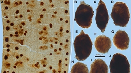 科学家发现2亿年前昆虫偷吃叶片内虫卵的证据
