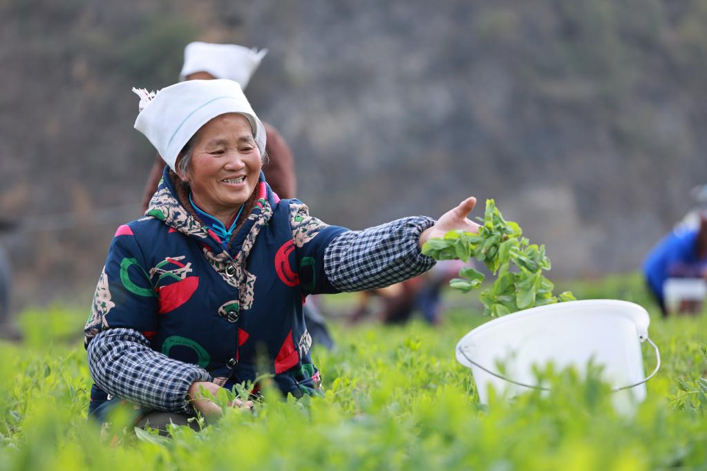 小小豌豆尖助力乡村振兴