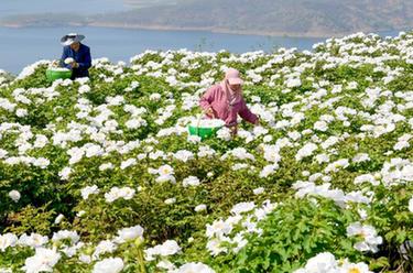 河南洛阳：黄河岸边开出“致富花”