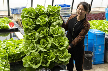 河北永清：发展绿色蔬菜种植 保障京津“菜篮子”供应