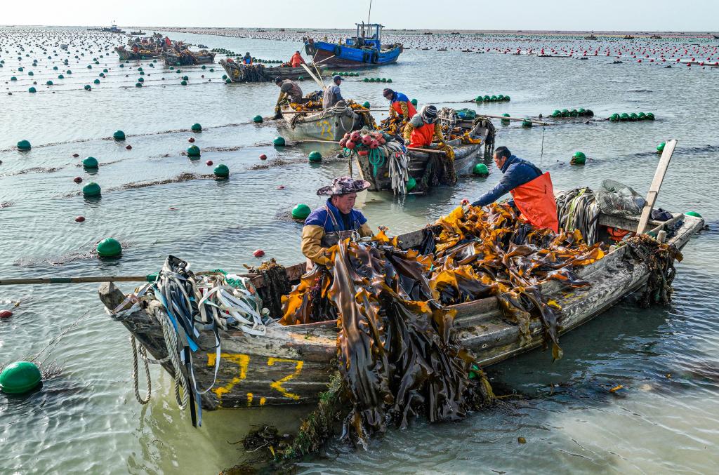 山东荣成:海带采收加工忙