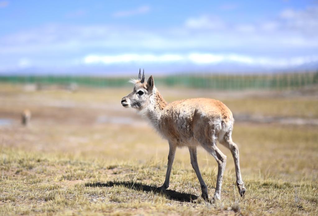 新华全媒+丨学好成长与坚强——走进可可西里藏羚羊“幼儿园”