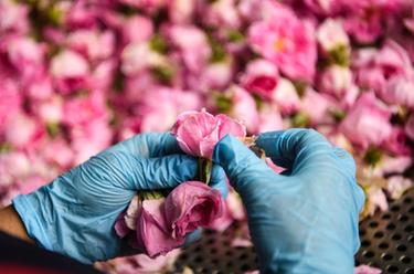 四川小金:玫瑰花铺出致富路