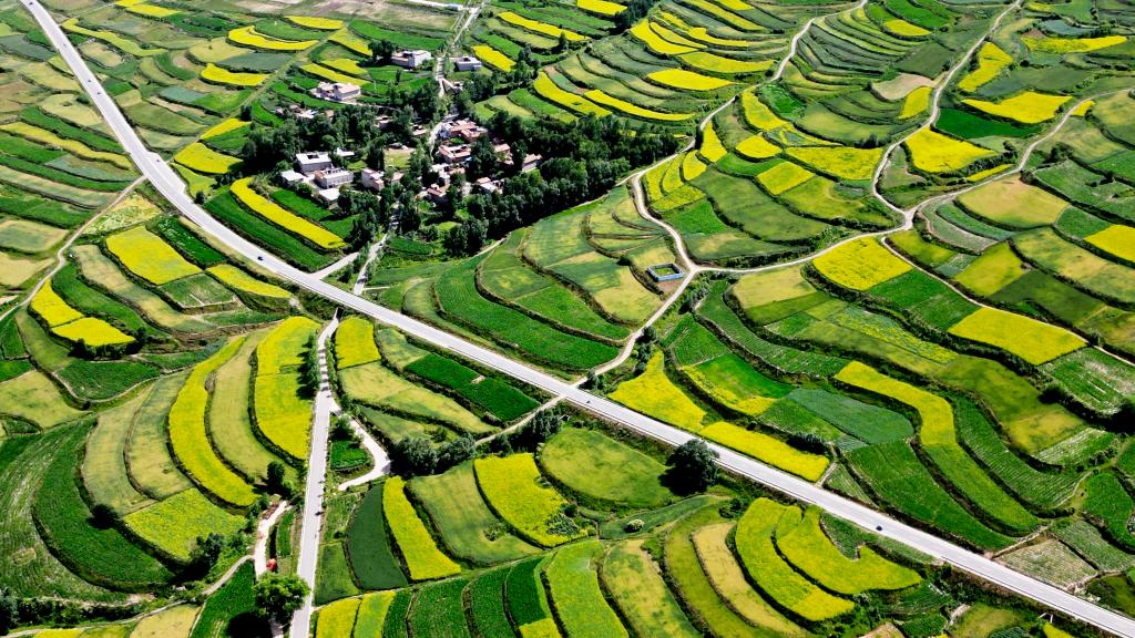 甘肃积石山:大地“镶金”扮靓和美乡村