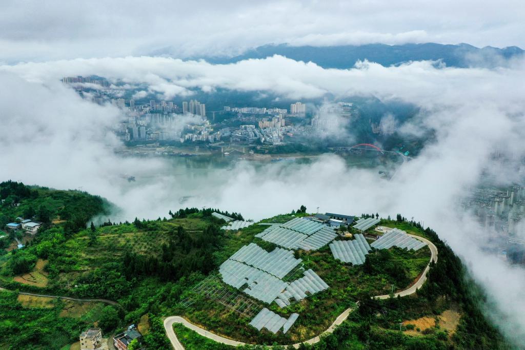 长江行丨巫山脆李出峡记