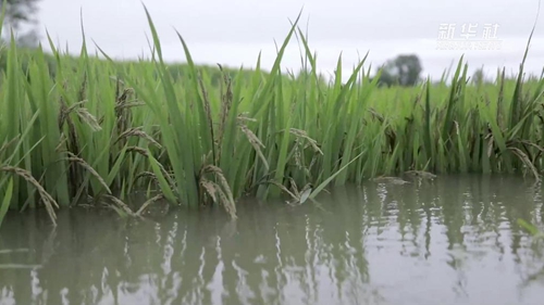洪涝灾后，水稻生产该如何自救？