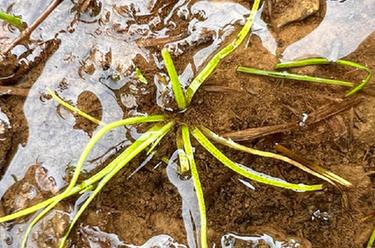 国家一级重点保护野生植物高寒水韭再现香格里拉