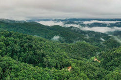 “普洱景迈山古茶林文化景观”申遗成功