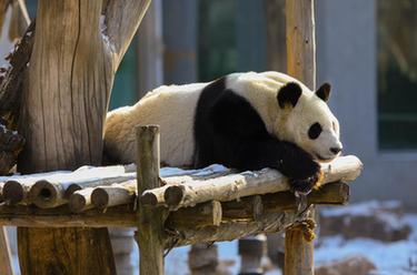 辽宁沈阳：大熊猫雪后小憩