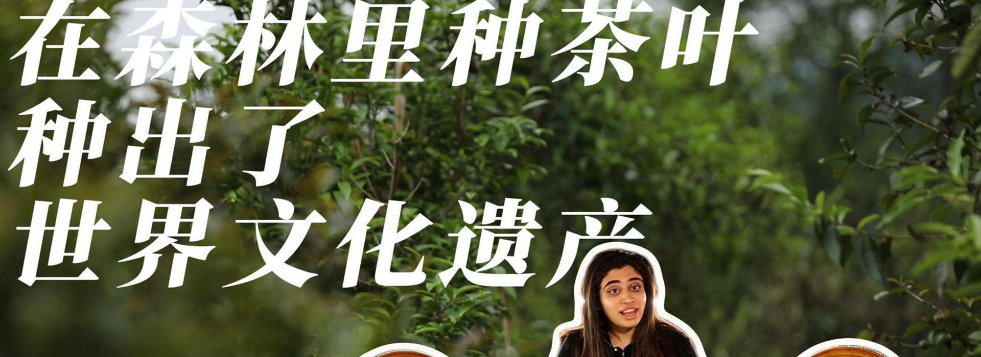 洋洋大观|在森林里种茶叶,种出了世界文化遗产