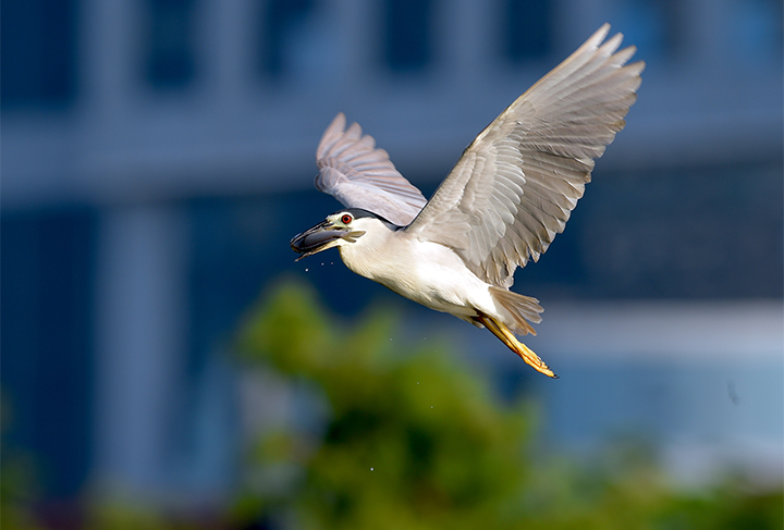 一飛衝天的白鷺鳥是廈門敢拼會贏精神的象徵