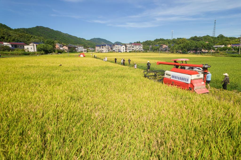 湖南宁乡：“一季杂交稻+再生稻”生产模式头季稻测产验收