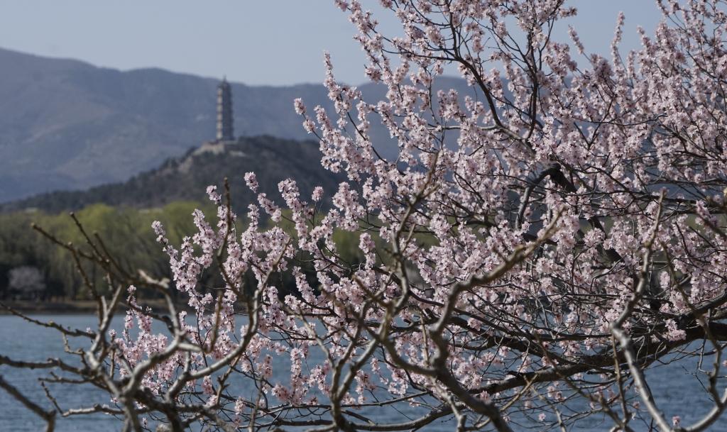 桃花绽放颐和园