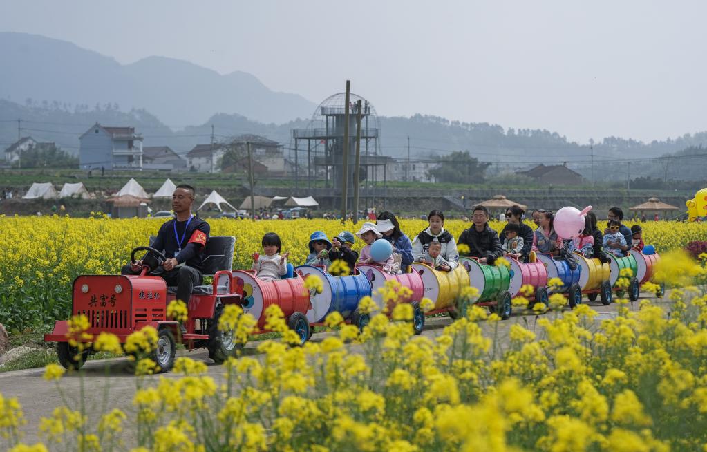 “共富稻田”油菜花开促共富