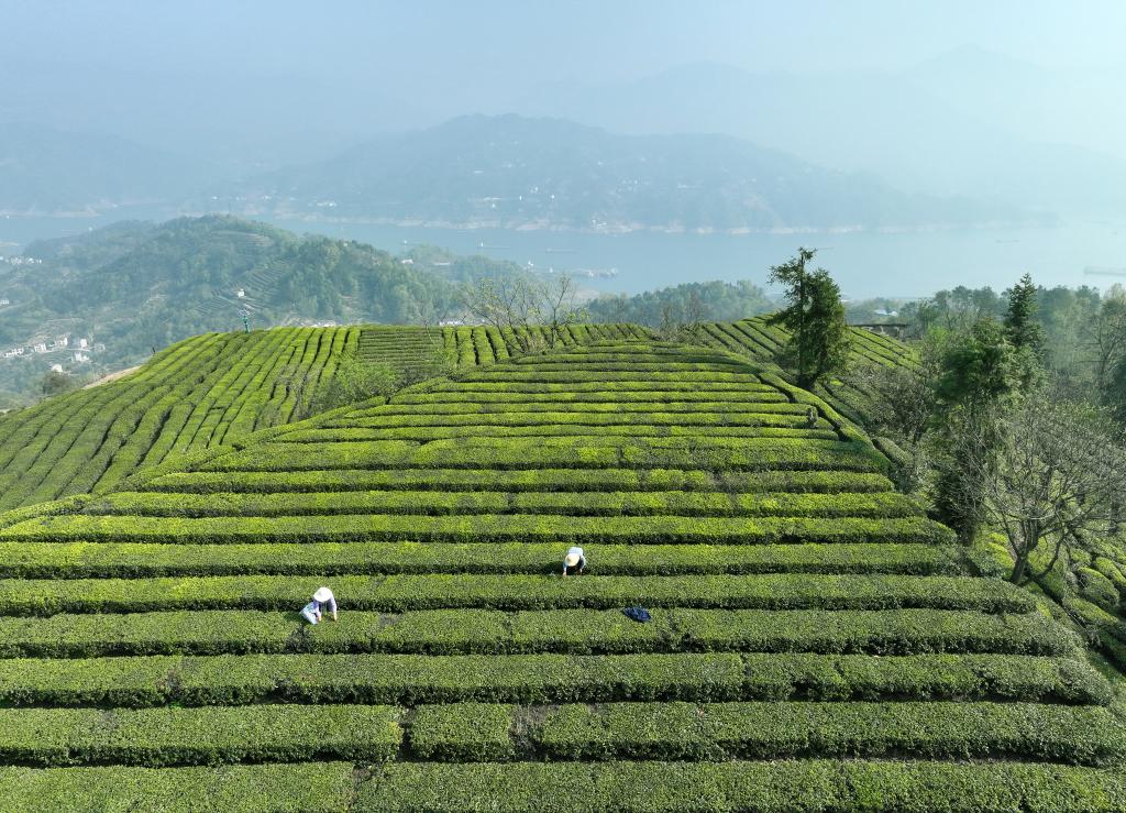 三峡库区“明前茶”采摘忙