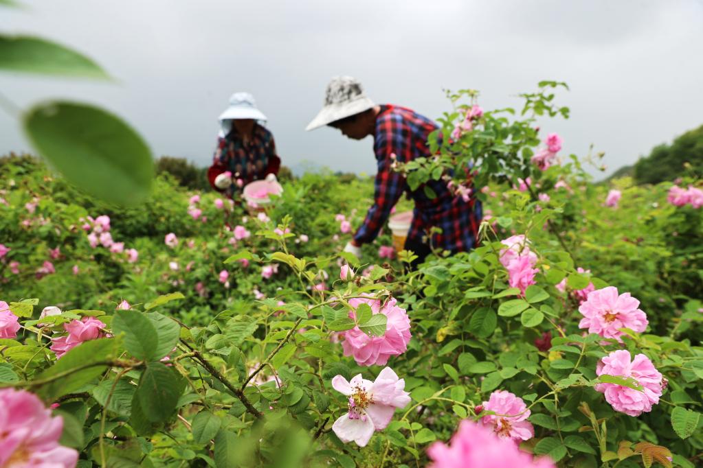 立夏时节劳作忙